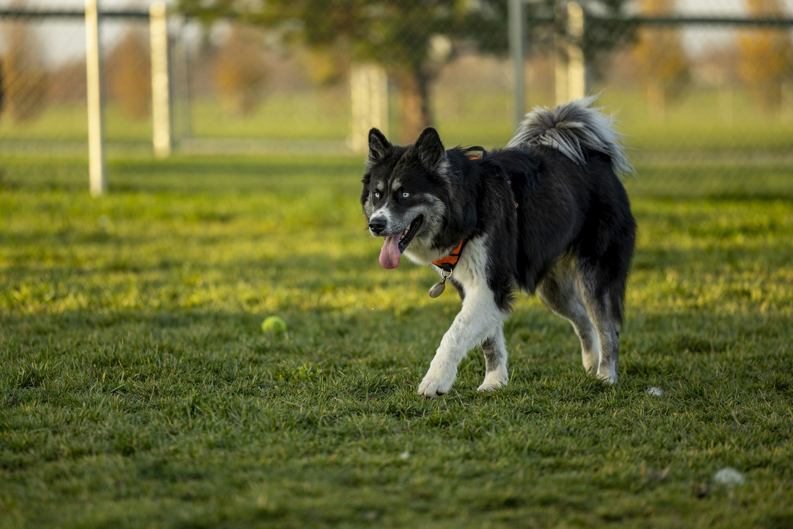 Dog Grooming Hayward: What Pet Owners Should Know Before Booking a Groomer